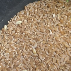 Récolte grain blé dur - Crédit photo  @remdumdum