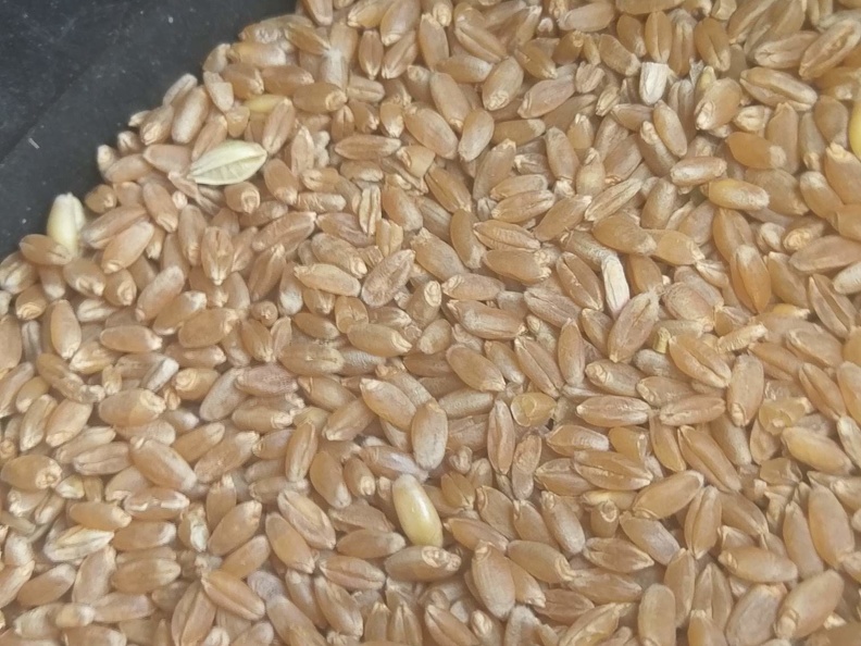 Récolte grain blé dur - Crédit photo  @remdumdum
