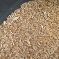 Récolte grain blé dur - Crédit photo_ @remdumdum.jpg