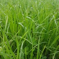 RGI (ray grass italien) + Trèfle en dérobé, fourrage, herbe - Crédit photo_ @croixauxvents.jpg