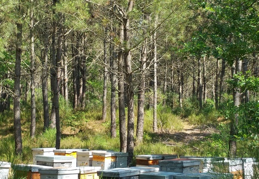 Rucher, ruches, forêt landaise - Crédit photo  @RuchersduBorn