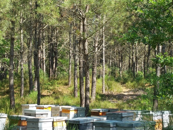 Rucher, ruches, forêt landaise - Crédit photo  @RuchersduBorn