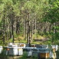 Rucher, ruches, forêt landaise - Crédit photo_ @RuchersduBorn.jpg
