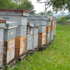 Ruches, récolte de miel, abeilles - Crédit photo  @RuchersduBorn
