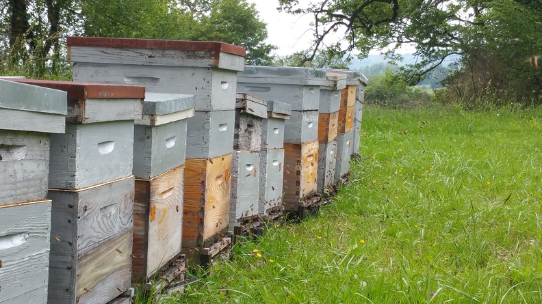 Ruches, récolte de miel, abeilles - Crédit photo_ @RuchersduBorn.jpg
