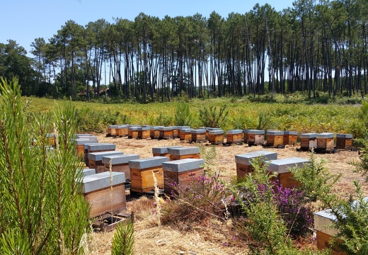 Ruchettes, foret landaise, bruyère, pins, apiculture - Crédit photo  @RuchersduBorn