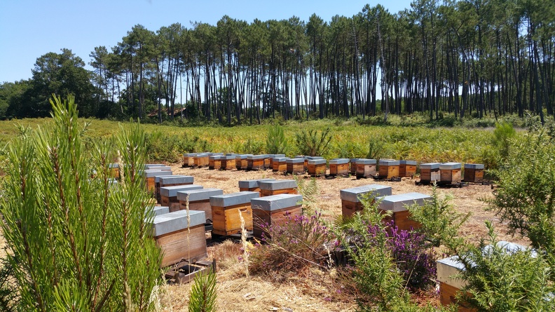 Ruchettes, foret landaise, bruyère, pins, apiculture - Crédit photo_ @RuchersduBorn.jpg
