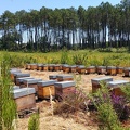 Ruchettes, foret landaise, bruyère, pins, apiculture - Crédit photo_ @RuchersduBorn.jpg