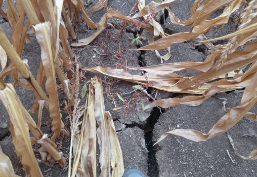 Sécheresse fente maïs - Crédit photo  @remdumdum