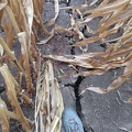 Sécheresse fente maïs - Crédit photo_ @remdumdum.jpg