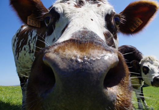 Selfie Vache Normande Heureuse - Crédit photo  @ptijo53