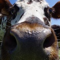 Selfie Vache Normande Heureuse - Crédit photo_ @ptijo53.JPG