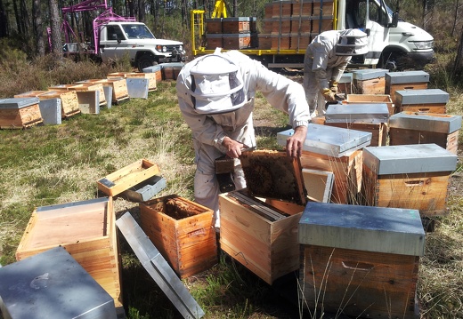 Transvasement ruchettes, ruches, apiculteur, landes, abeilles - Crédit photo  @RuchersduBorn