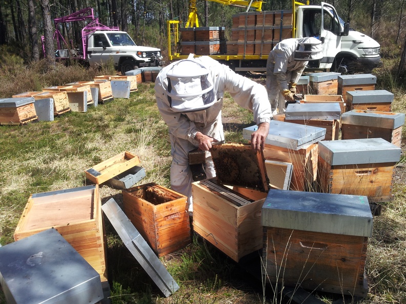 Transvasement ruchettes, ruches, apiculteur, landes, abeilles - Crédit photo_ @RuchersduBorn.jpg