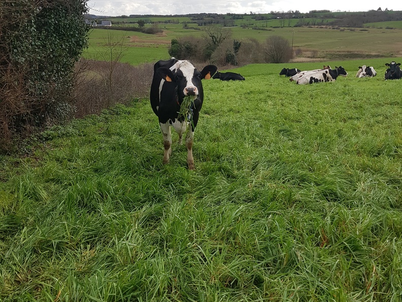 Vache Bretagne Prairie - Crédit photo  @EloLm #CeuxQuiFontLeLait