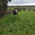 Vache Bretagne Prairie - Crédit photo_ @EloLm #CeuxQuiFontLeLait.jpg