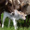 Vache Brune et son veau, élevage - Crédit photo  Laurent Larraillet