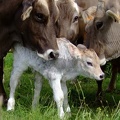 Vache Brune et son veau, élevage - Crédit photo_ Laurent Larraillet.JPG