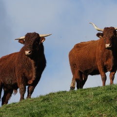 Vache et taureau Salers, élevage - Crédit photo  Laurent Larraillet
