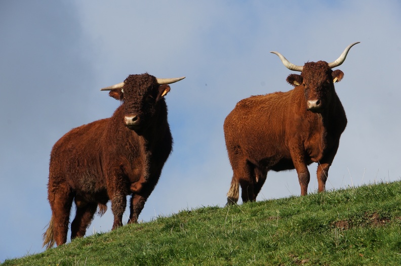 Vache et taureau Salers, élevage - Crédit photo_ Laurent Larraillet.JPG
