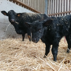 Vache et Veau Angus - Crédit photo  @FarmerSeb