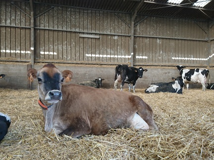 Vache Jersiaise - Crédit photo  @FarmerSeb