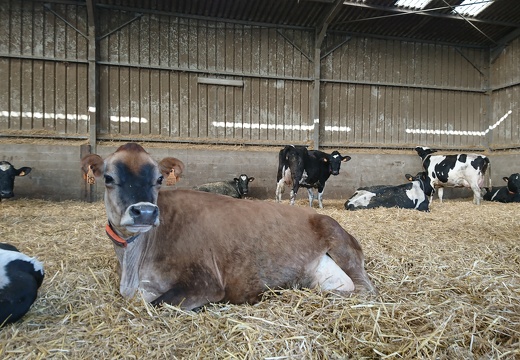 Vache Jersiaise - Crédit photo  @FarmerSeb