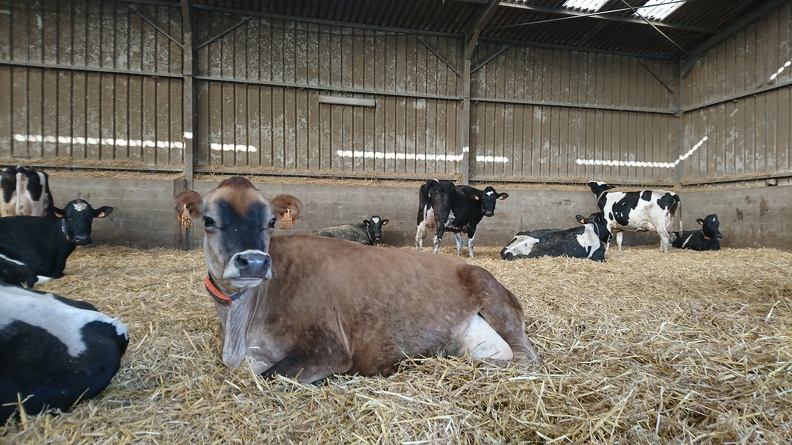 Vache Jersiaise - Crédit photo_ @FarmerSeb.JPG