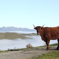 Vache Salers, élevage - Crédit photo  Laurent Larraillet