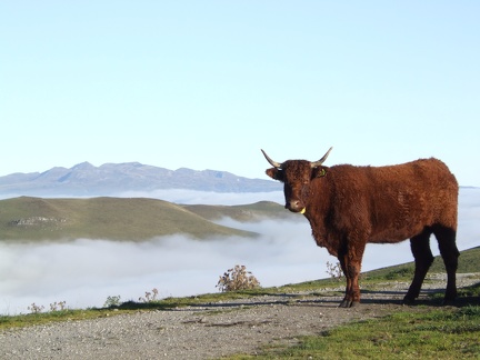 Vache Salers, élevage - Crédit photo  Laurent Larraillet