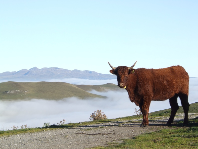 Vache Salers, élevage - Crédit photo_ Laurent Larraillet.JPG