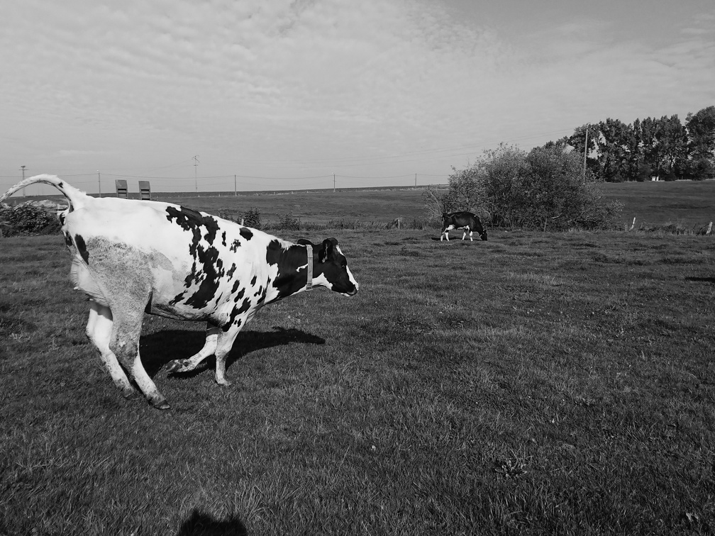 Vaches aux pâturages, prairie, élevage, Bien-être animal - Crédit photo  @FarmerSeb