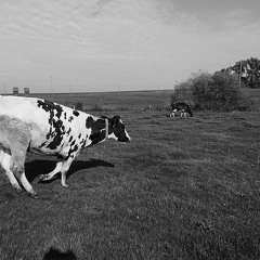 Vaches aux pâturages, prairie, élevage, Bien-être animal - Crédit photo  @FarmerSeb