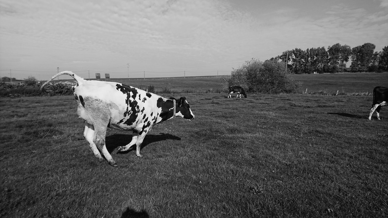 Vaches aux pâturages, prairie, élevage, Bien-être animal - Crédit photo_ @FarmerSeb.JPG