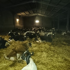 Vaches couchées sur aires paillée, élevage - Crédit photo   @FarmerSeb