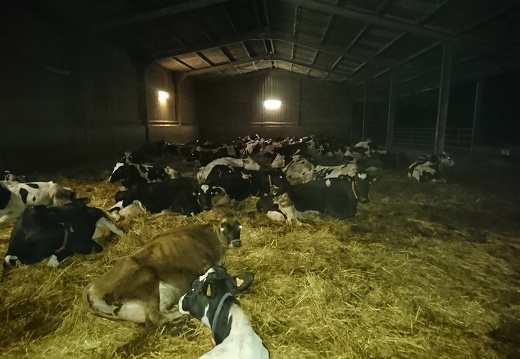 Vaches couchées sur aires paillée, élevage - Crédit photo   @FarmerSeb