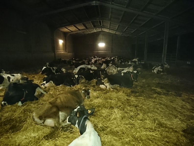 Vaches couchées sur aires paillée, élevage - Crédit photo _ @FarmerSeb.JPG
