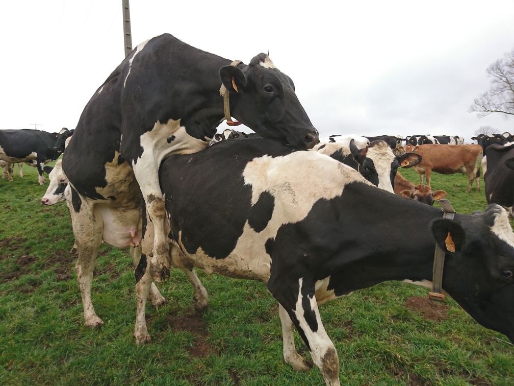Vaches en chaleur, Elevage - Crédit photo   @FarmerSeb(1)