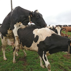 Vaches en chaleur, Elevage - Crédit photo   @FarmerSeb(1)