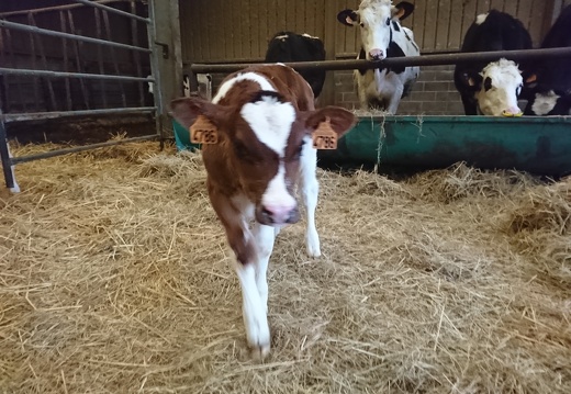 Veau red Holstein - Crédit photo  @FarmerSeb