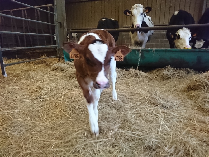 Veau red Holstein - Crédit photo  @FarmerSeb