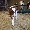 Veau red Holstein - Crédit photo_ @FarmerSeb.JPG