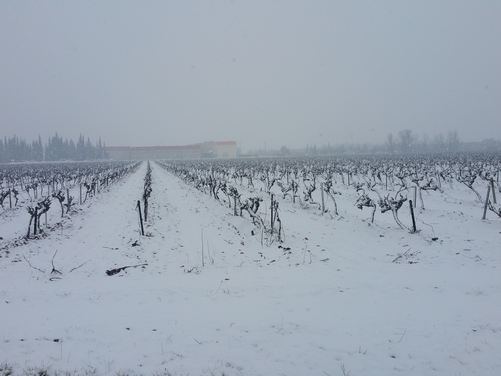 Vigne sous la neige, viticulture - Crédit photo  @MCCAPJEEM 