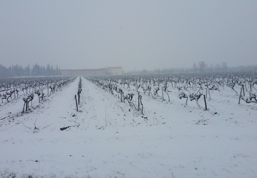Vigne sous la neige, viticulture - Crédit photo  @MCCAPJEEM 