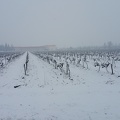 Vigne sous la neige, viticulture - Crédit photo_ @MCCAPJEEM .jpg