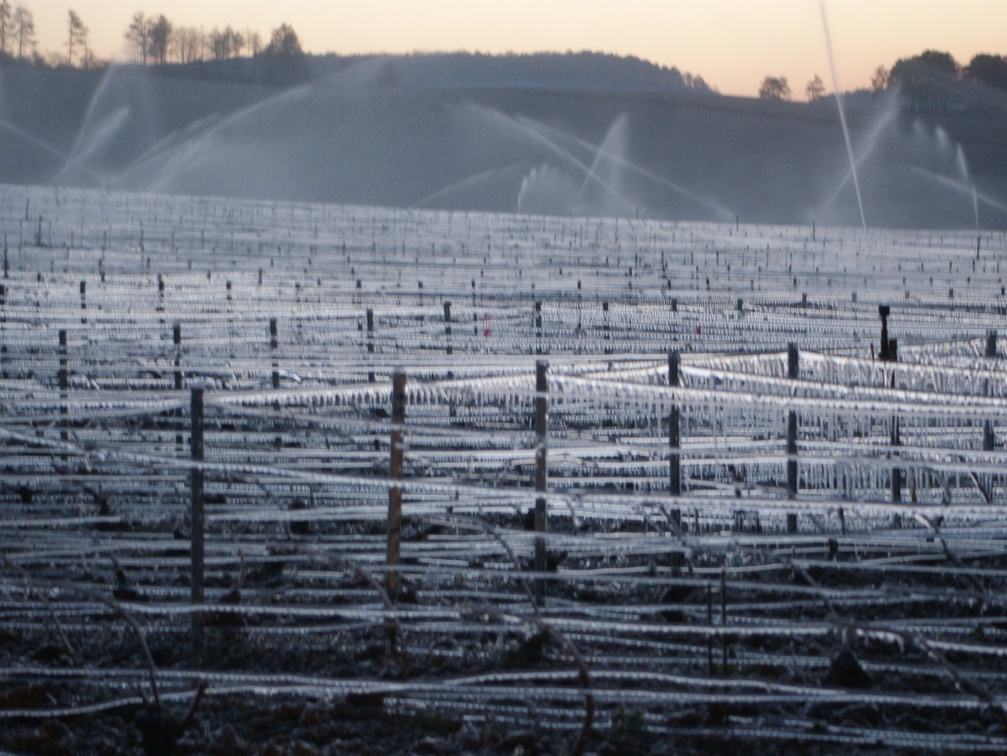 Aspersion d eau contre le gel, viticulture, vigne - Crédit photo  @Pascal21cor(1)
