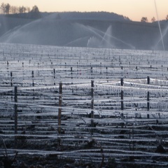 Aspersion d eau contre le gel, viticulture, vigne - Crédit photo  @Pascal21cor(1)