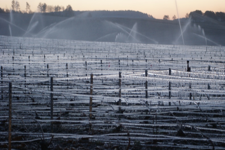 Aspersion d_eau contre le gel, viticulture, vigne - Crédit photo_ @Pascal21cor(1).JPG