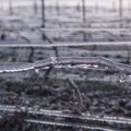 Aspersion d eau contre le gel, viticulture, vigne - Crédit photo  @Pascal21cor