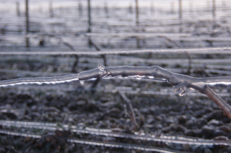 Aspersion d_eau contre le gel, viticulture, vigne - Crédit photo_ @Pascal21cor.JPG